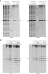 Figure 6—figure supplement 1.