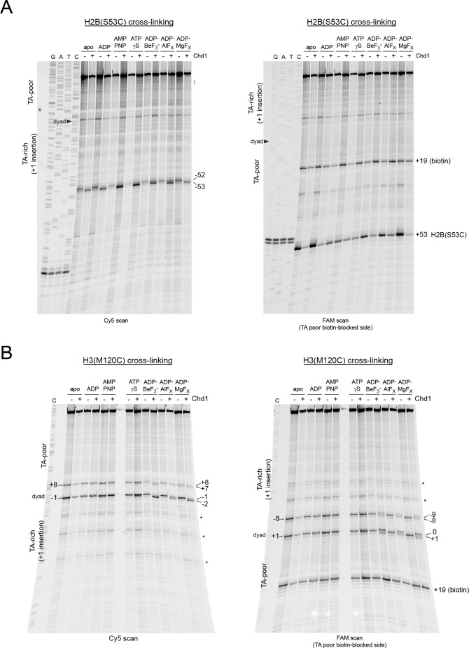 Figure 6—figure supplement 2.