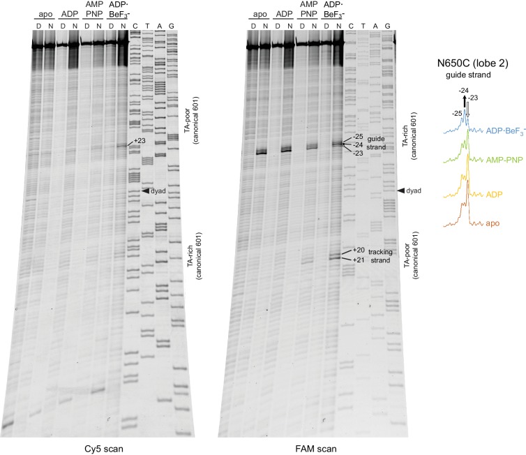 Figure 1—figure supplement 4.