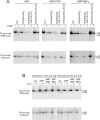 Figure 4—figure supplement 1.