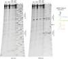 Figure 1—figure supplement 4.