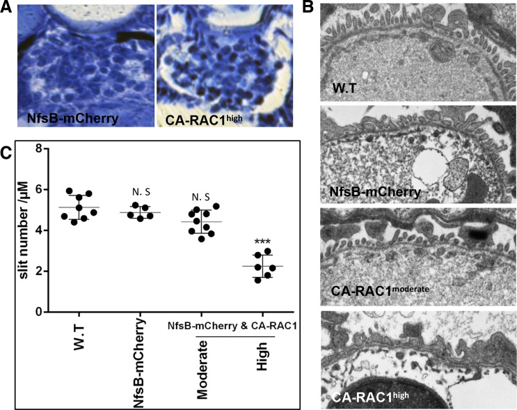 Fig. 6.