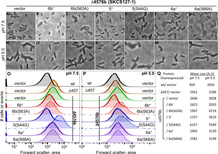 FIG 6 