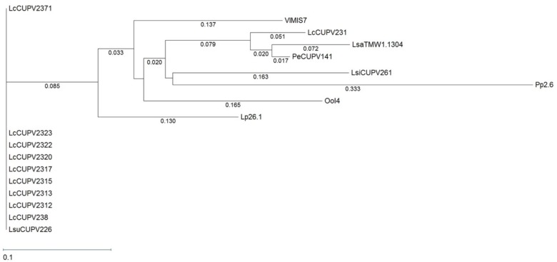 FIGURE 6