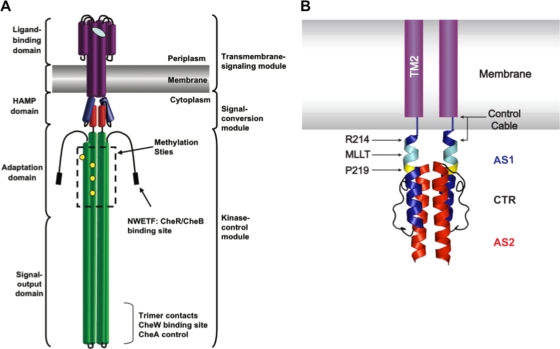 FIG. 1.