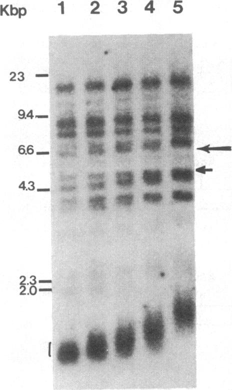 graphic file with name pnas00315-0157-a.jpg