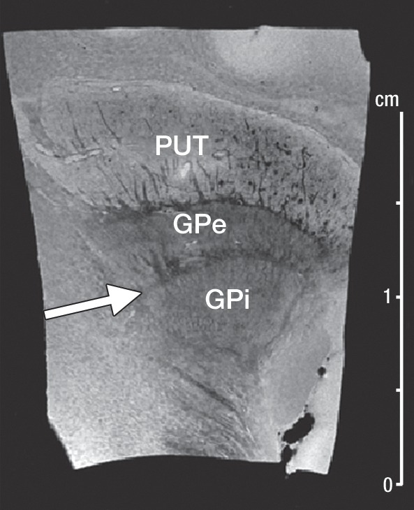 Figure 2a: