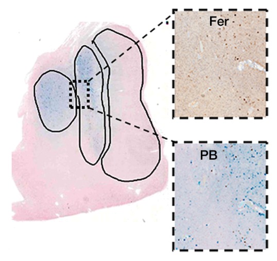 Figure 3c: