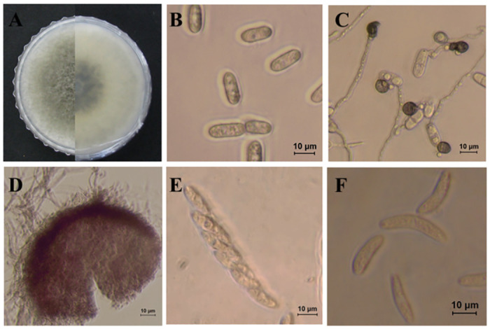 Fig 9