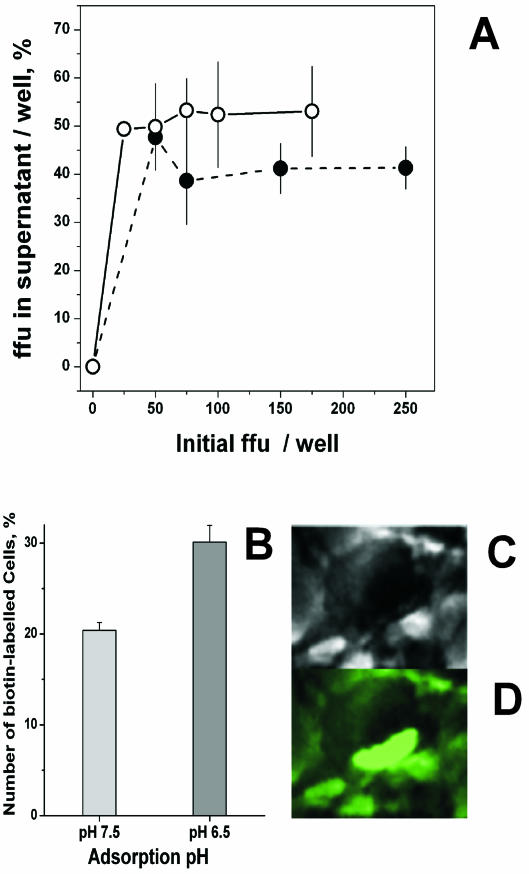 FIG. 2.