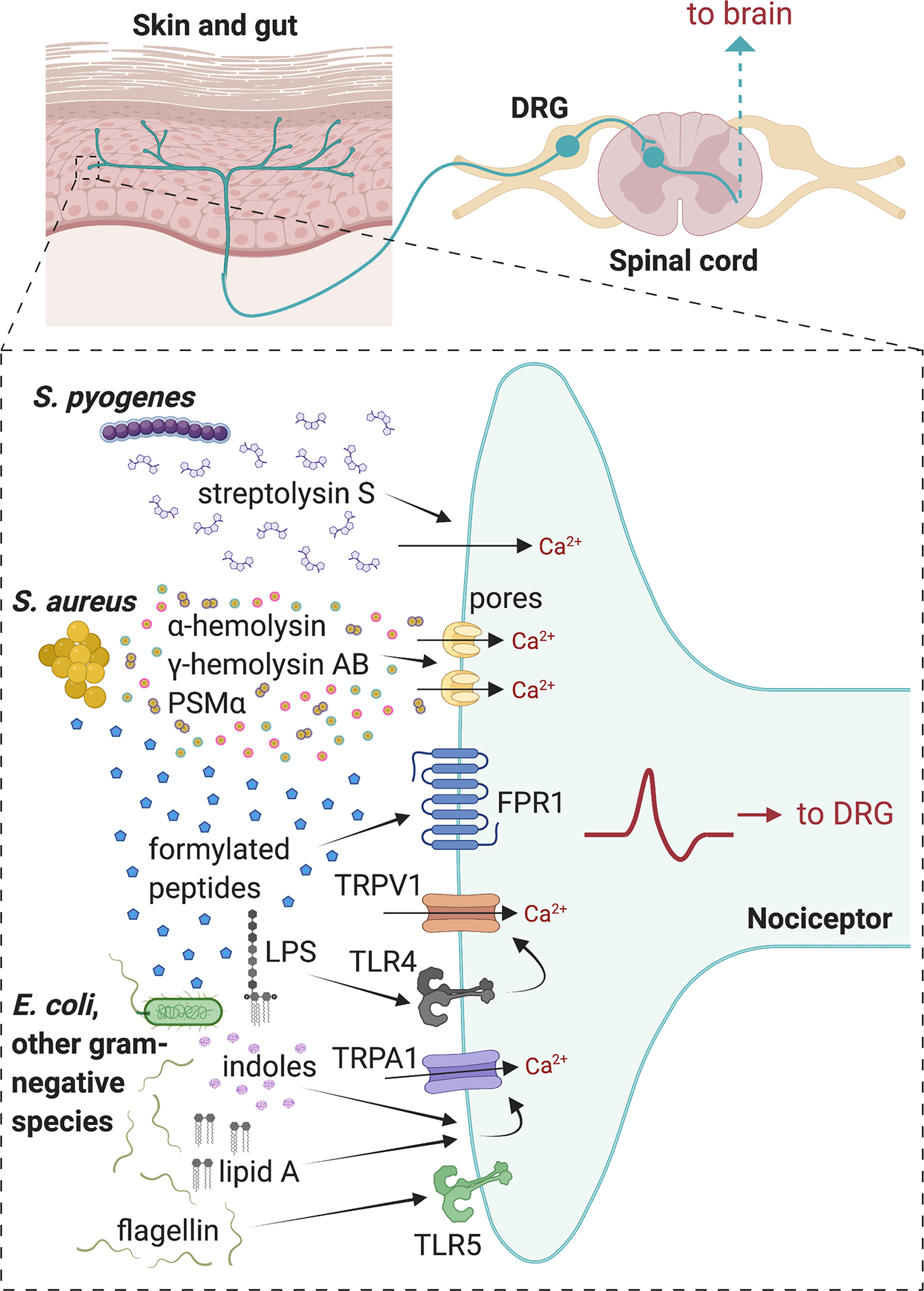 Figure 1.