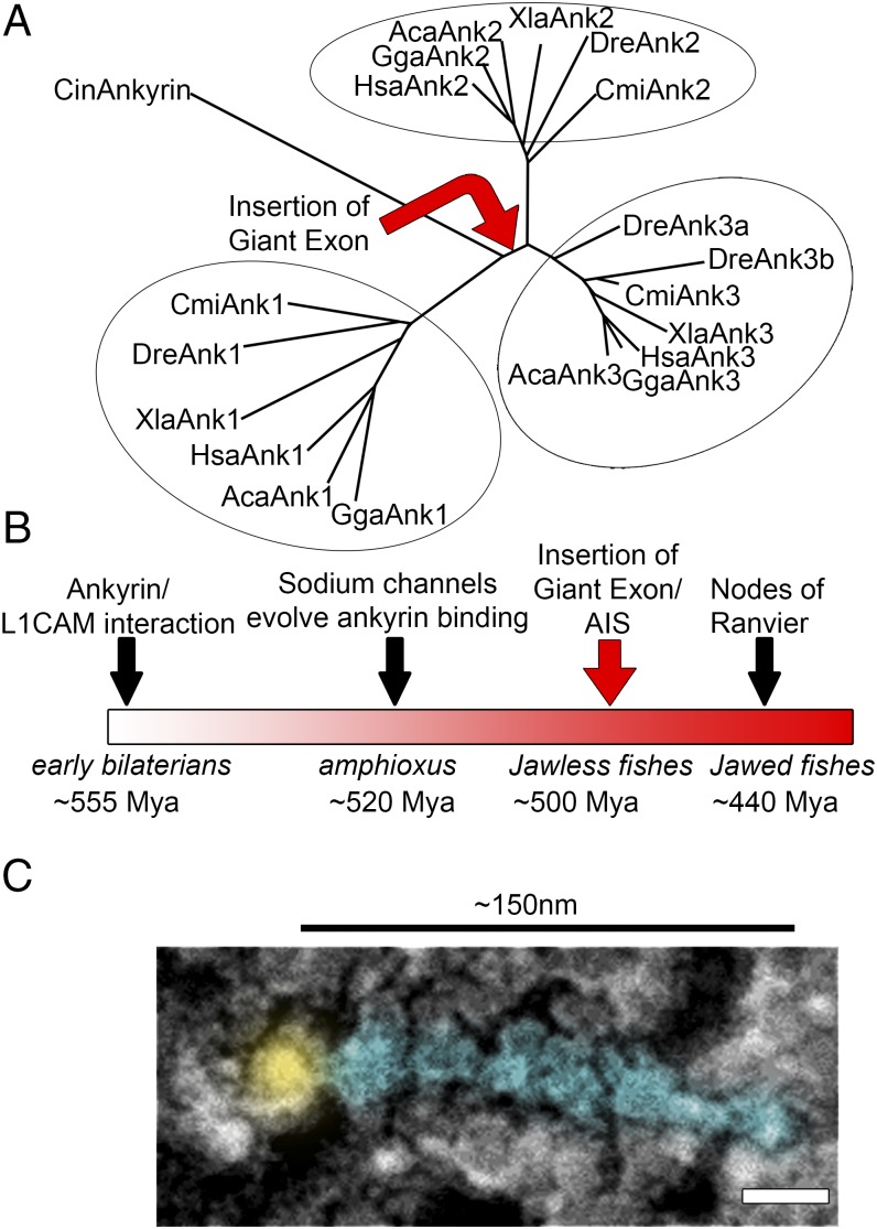 Fig. 7.