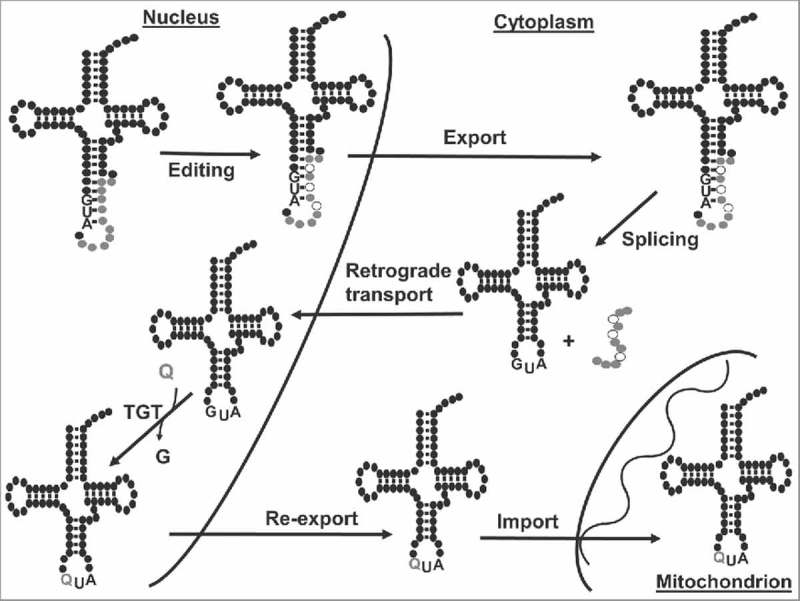 Figure 7.