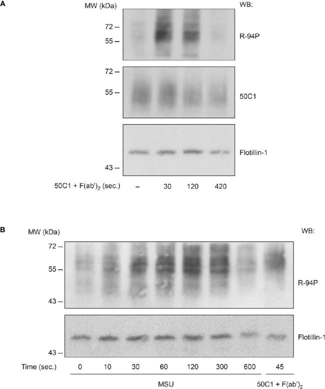 Figure 4