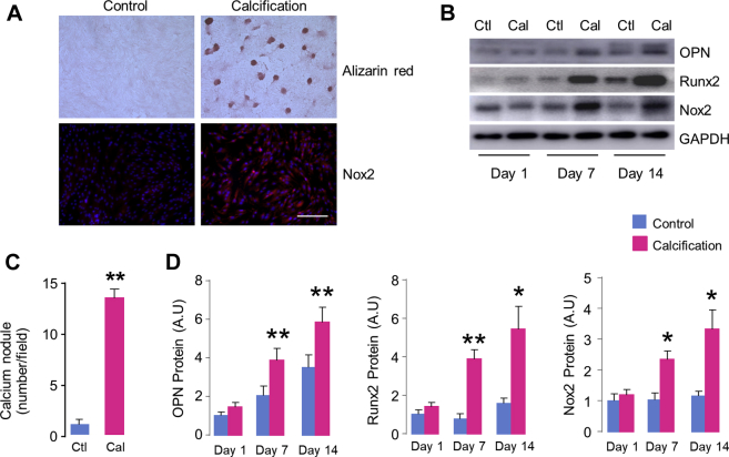 Figure 2