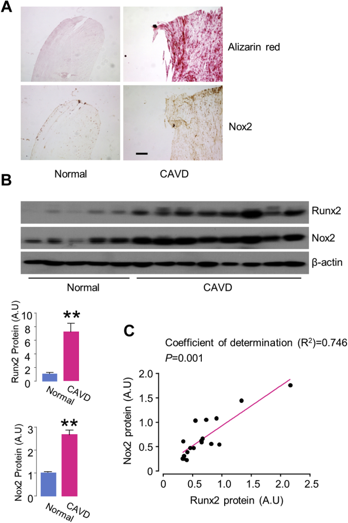 Figure 1