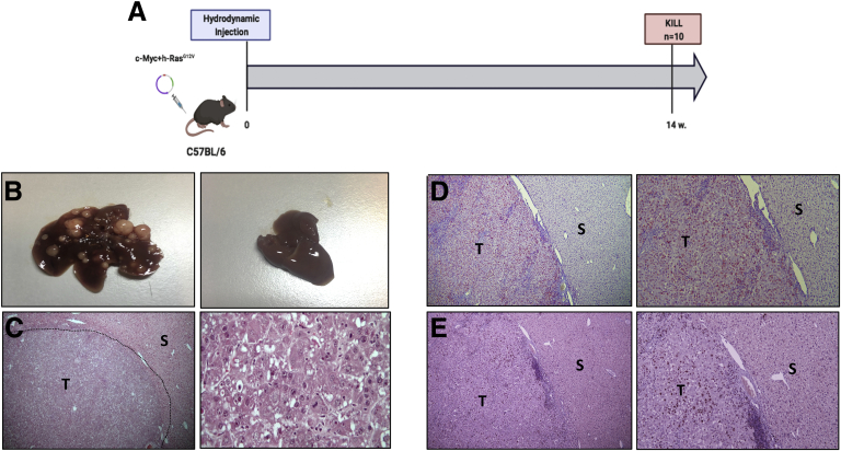 Figure 1