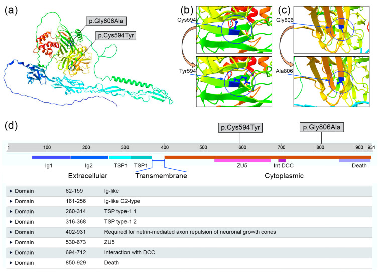 Unc5c: Novel Gene Associated With Psychiatric Disorders Impacts 