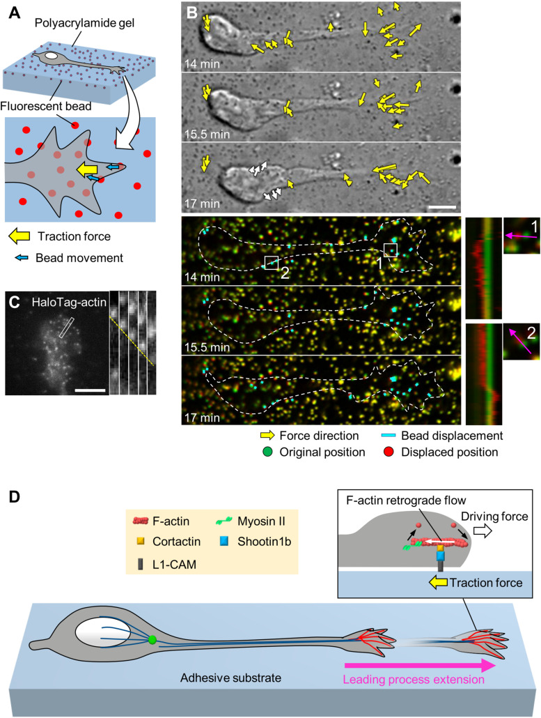 FIGURE 2