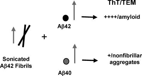 SCHEME 3.