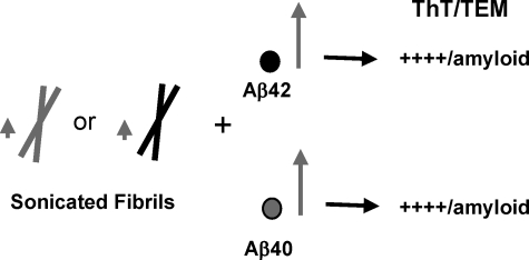 SCHEME 5.