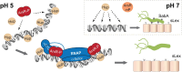 Graphical Abstract