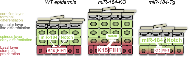 Figure 7