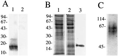 FIG. 1