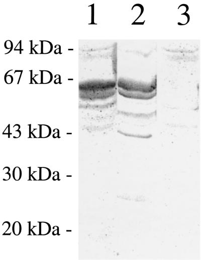 FIG. 5