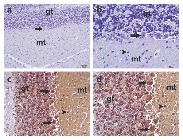 Figure 3 (a, d)