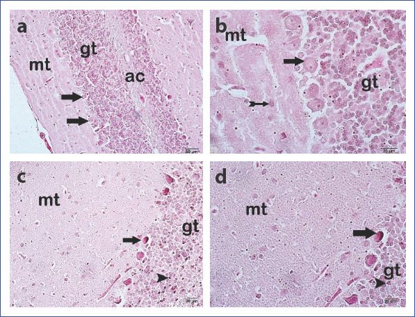 Figure 2 (a, d)