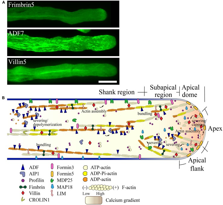 FIGURE 3