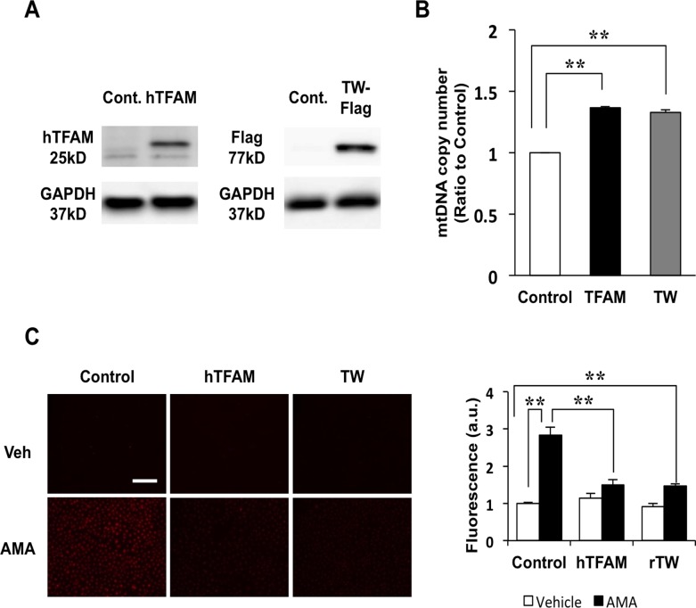 Fig 6