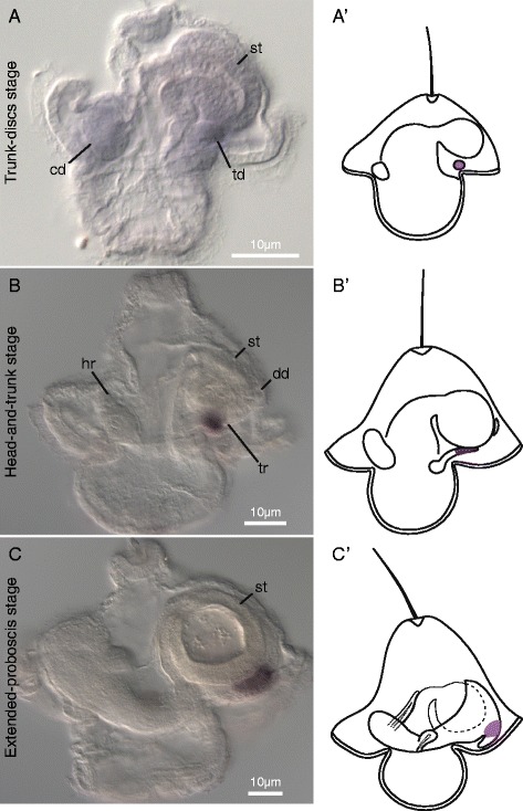 Figure 6