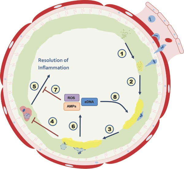 Graphical Abstract Figure.