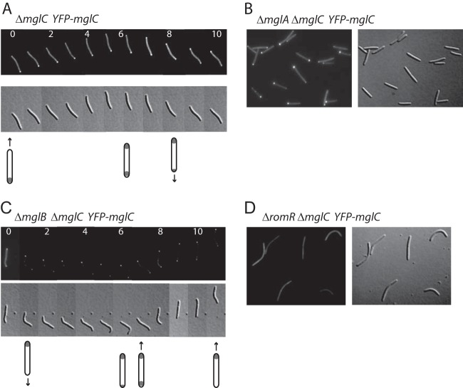 FIG 3