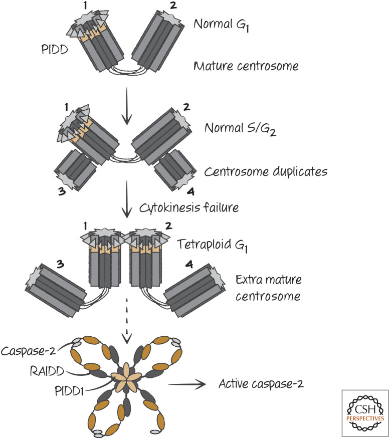 Figure 18.