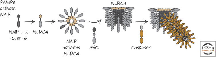 Figure 10.