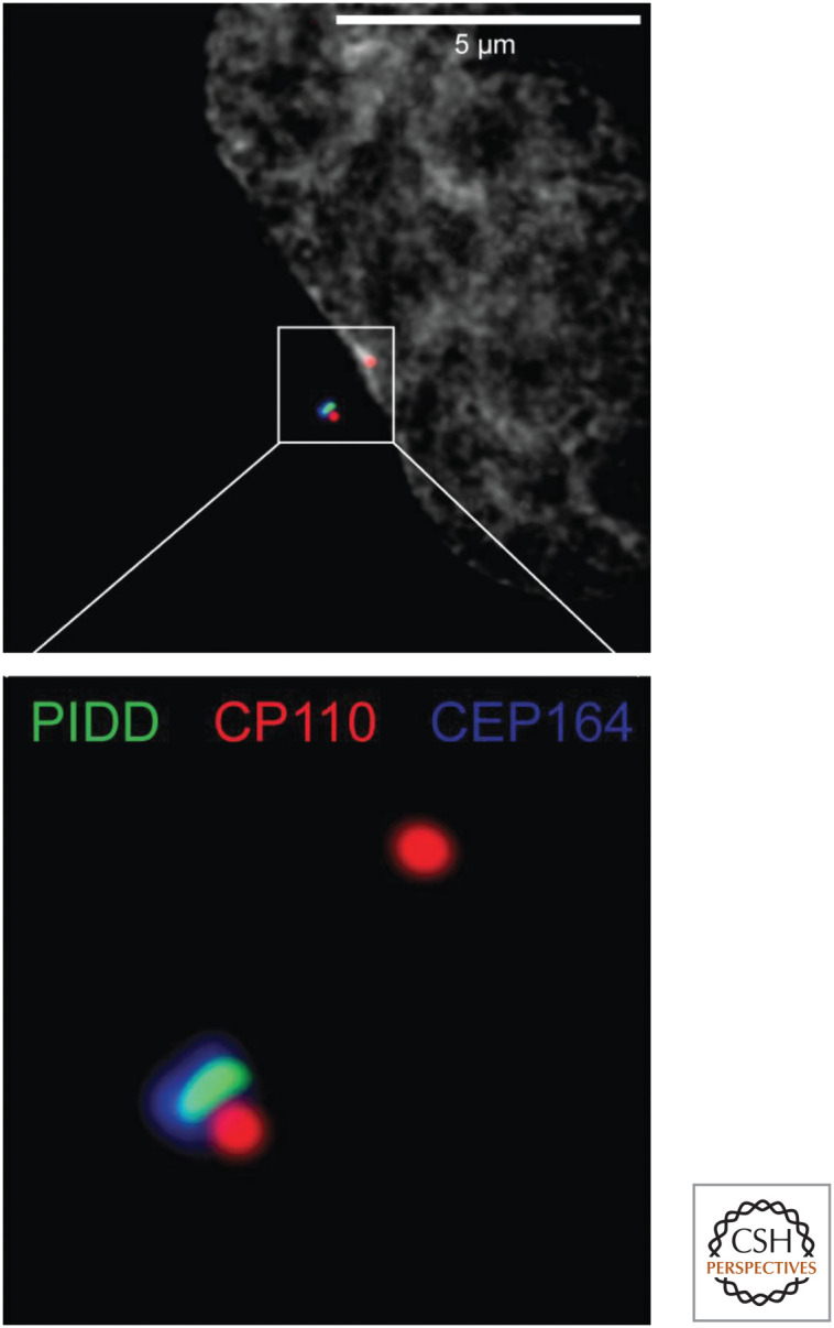 Figure 17.