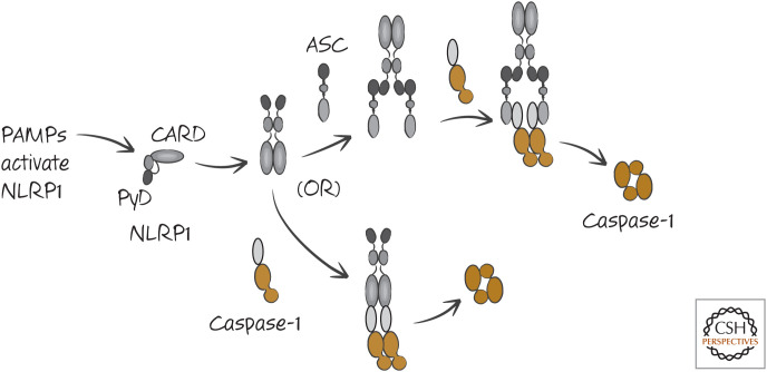 Figure 11.