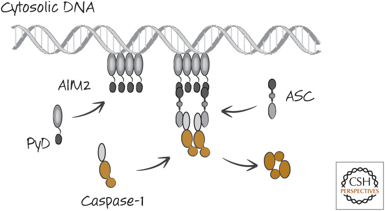 Figure 12.