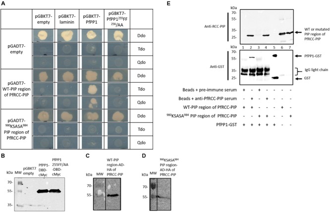 FIGURE 3