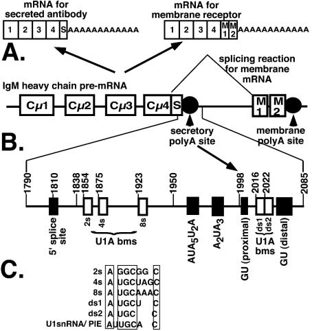 FIG. 1.