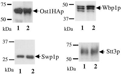 Fig 5.