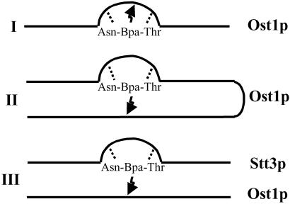 Fig 1.