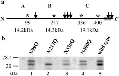 Fig 2.