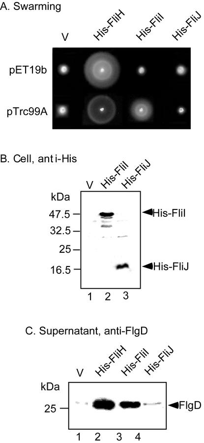 FIG. 2.