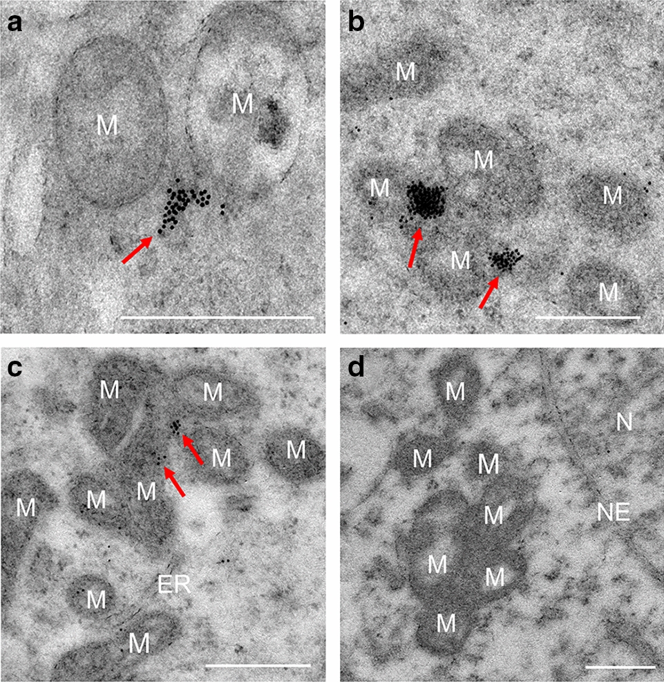 Fig. 4