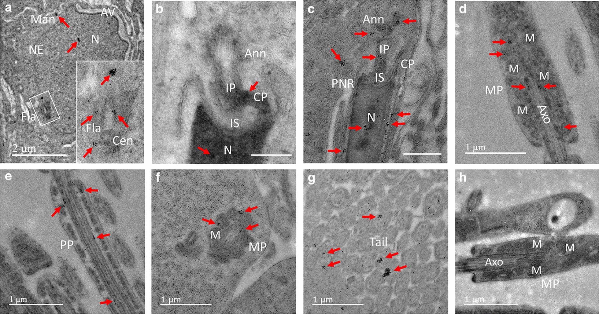 Fig. 7