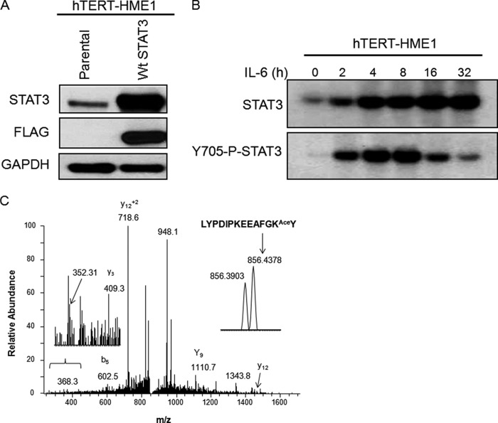 FIGURE 1.